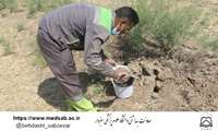 اجرای طرح مبارزه با جوندگان در دانشگاه علوم پزشکی سبزوار