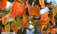 #زیبایی_های_پائیز