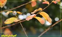 #زیبایی_های_پائیز