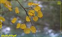 #زیبایی_های_پائیز