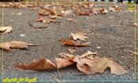 #زیبایی_های_پائیز