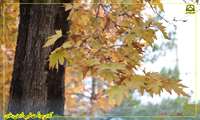 #زیبایی_های_پائیز