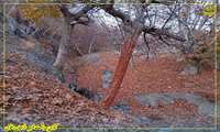 #زیبایی_های_پائیز