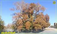 #زیبایی_های_پائیز