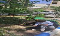 کاشت نهال توسط یکی از مادران  به مناسبت هفته ملی جمعیت به مناسبت روزتقویت هویت مادری  