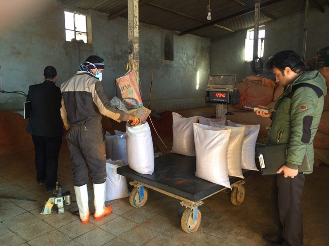 بازدید فلفل کوبی 